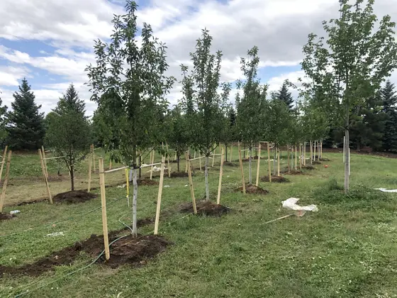 Completed landscape work, 2020